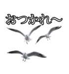 友達なカモメ（個別スタンプ：8）