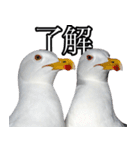 友達なカモメ（個別スタンプ：10）
