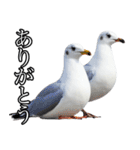 友達なカモメ（個別スタンプ：11）