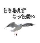 友達なカモメ（個別スタンプ：14）