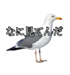 友達なカモメ（個別スタンプ：15）