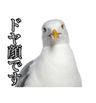 友達なカモメ（個別スタンプ：16）
