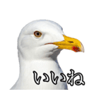 友達なカモメ（個別スタンプ：19）