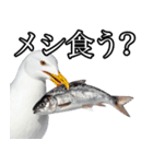 友達なカモメ（個別スタンプ：20）