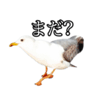 友達なカモメ（個別スタンプ：22）