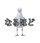 友達なカモメ（個別スタンプ：26）