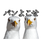 友達なカモメ（個別スタンプ：31）