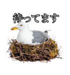 友達なカモメ（個別スタンプ：32）