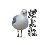 友達なカモメ（個別スタンプ：34）