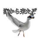 友達なカモメ（個別スタンプ：36）