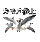 友達なカモメ（個別スタンプ：40）