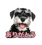 毎日使える！！ミニチュアシュナウザー（個別スタンプ：1）