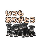 毎日使える！！ミニチュアシュナウザー（個別スタンプ：2）