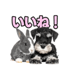 毎日使える！！ミニチュアシュナウザー（個別スタンプ：3）