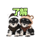 毎日使える！！ミニチュアシュナウザー（個別スタンプ：4）