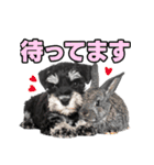毎日使える！！ミニチュアシュナウザー（個別スタンプ：6）