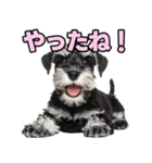 毎日使える！！ミニチュアシュナウザー（個別スタンプ：7）