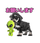 毎日使える！！ミニチュアシュナウザー（個別スタンプ：8）