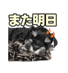 毎日使える！！ミニチュアシュナウザー（個別スタンプ：9）
