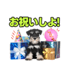 毎日使える！！ミニチュアシュナウザー（個別スタンプ：10）