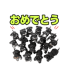 毎日使える！！ミニチュアシュナウザー（個別スタンプ：11）