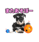 毎日使える！！ミニチュアシュナウザー（個別スタンプ：12）