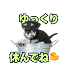 毎日使える！！ミニチュアシュナウザー（個別スタンプ：13）