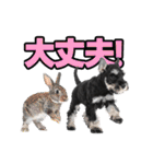 毎日使える！！ミニチュアシュナウザー（個別スタンプ：15）