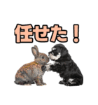 毎日使える！！ミニチュアシュナウザー（個別スタンプ：16）