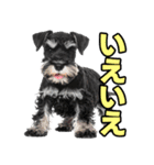 毎日使える！！ミニチュアシュナウザー（個別スタンプ：17）