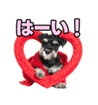 毎日使える！！ミニチュアシュナウザー（個別スタンプ：18）
