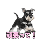 毎日使える！！ミニチュアシュナウザー（個別スタンプ：20）