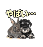 毎日使える！！ミニチュアシュナウザー（個別スタンプ：21）