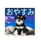 毎日使える！！ミニチュアシュナウザー（個別スタンプ：24）