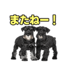 毎日使える！！ミニチュアシュナウザー（個別スタンプ：25）