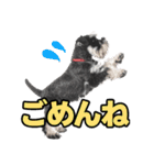 毎日使える！！ミニチュアシュナウザー（個別スタンプ：26）