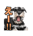 毎日使える！！ミニチュアシュナウザー（個別スタンプ：27）