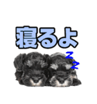 毎日使える！！ミニチュアシュナウザー（個別スタンプ：28）