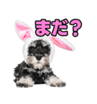 毎日使える！！ミニチュアシュナウザー（個別スタンプ：30）