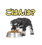 毎日使える！！ミニチュアシュナウザー（個別スタンプ：31）