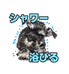 毎日使える！！ミニチュアシュナウザー（個別スタンプ：32）
