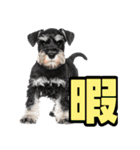 毎日使える！！ミニチュアシュナウザー（個別スタンプ：33）