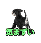 毎日使える！！ミニチュアシュナウザー（個別スタンプ：34）