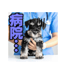 毎日使える！！ミニチュアシュナウザー（個別スタンプ：35）