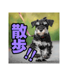 毎日使える！！ミニチュアシュナウザー（個別スタンプ：36）
