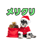 毎日使える！！ミニチュアシュナウザー（個別スタンプ：40）