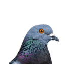 鳩 実写（個別スタンプ：1）