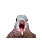 鳩 実写（個別スタンプ：2）