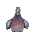 鳩 実写（個別スタンプ：3）