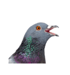 鳩 実写（個別スタンプ：4）